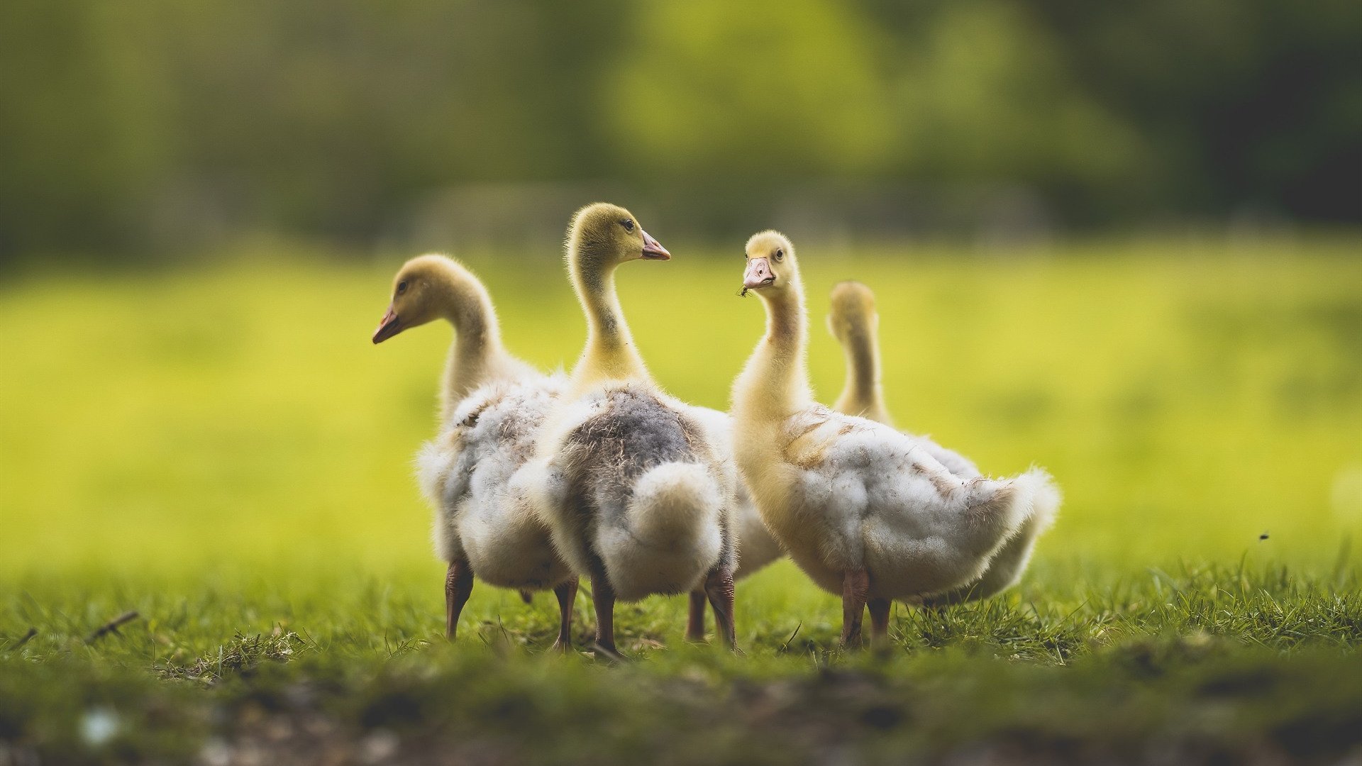 【双明星对决】Judge与萨拉查激烈PK