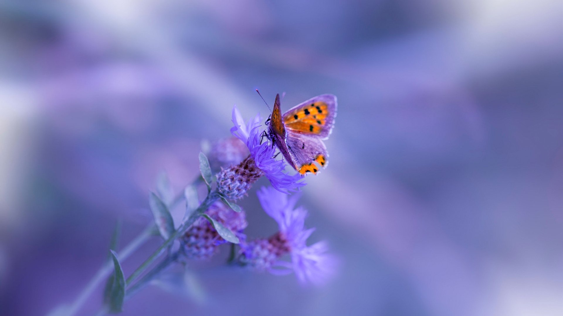 今年联盟的“助攻王”都有哪些“神级传球”瞬间？，nba助攻王是总数还是场均