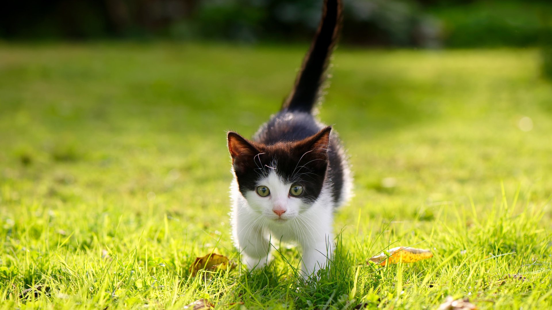 今年联盟的“助攻王”都有哪些“神级传球”瞬间？，nba助攻王是总数还是场均