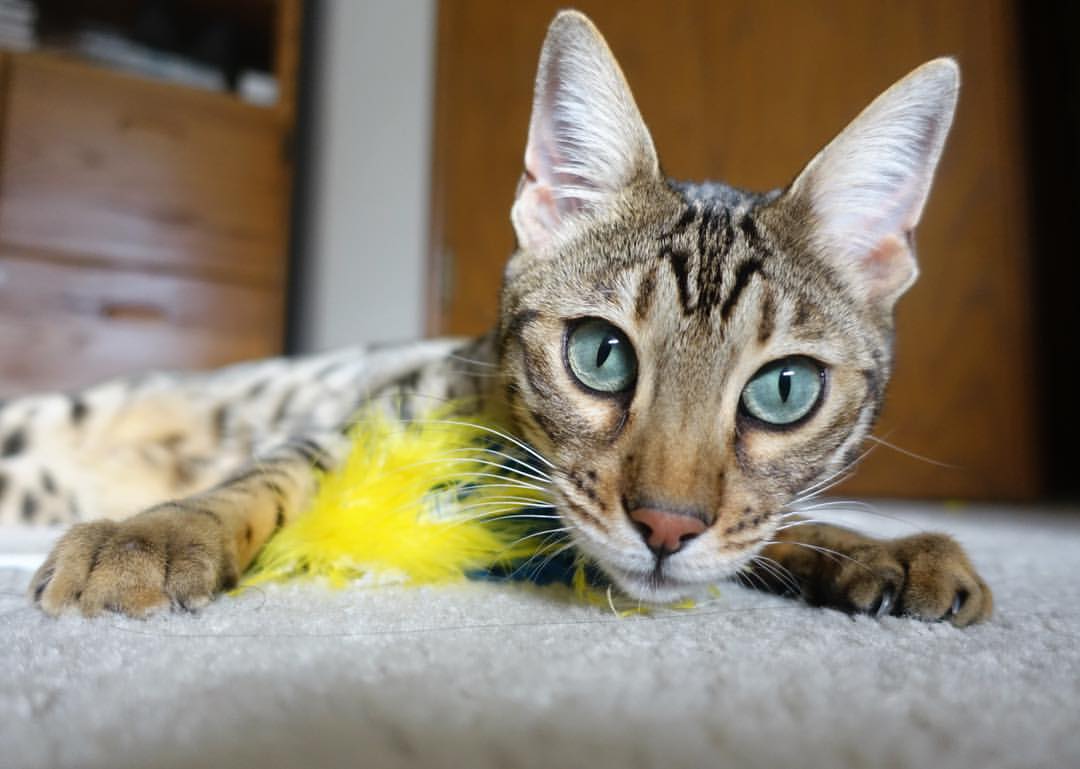 九游体育官网入口-_极限滑板竞速：城市街头的速度狂欢_，极限滑板车百科